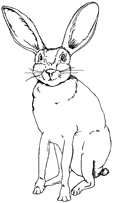 coloring page: Black-tailed Jackrabbit drawing