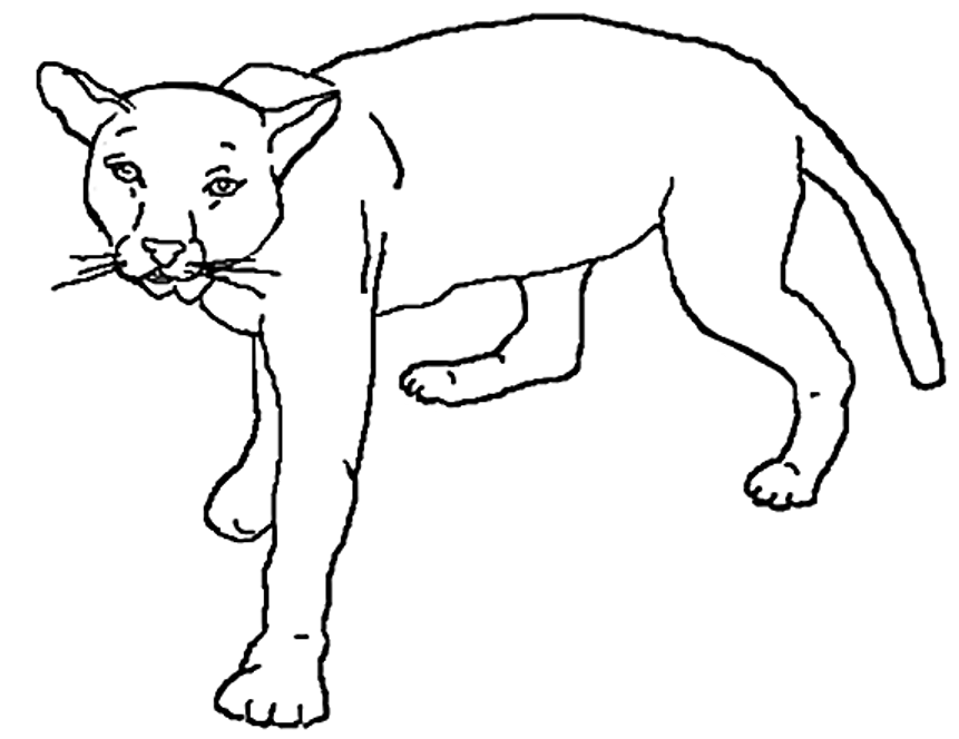 coloring page of the Mountain Lion