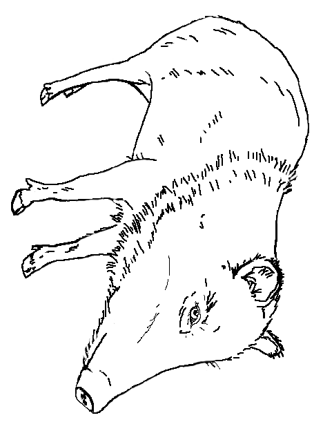 coloring page of the Badger