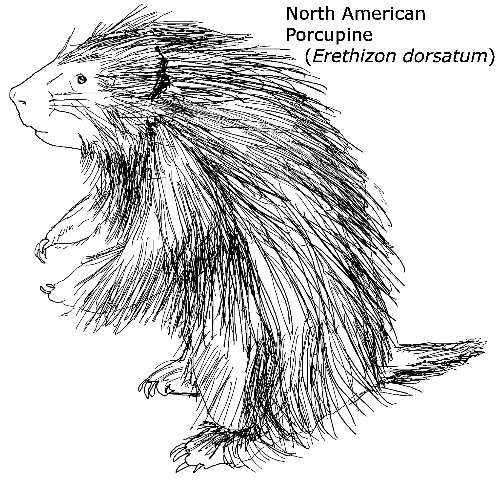 coloring page: North American Porcupine