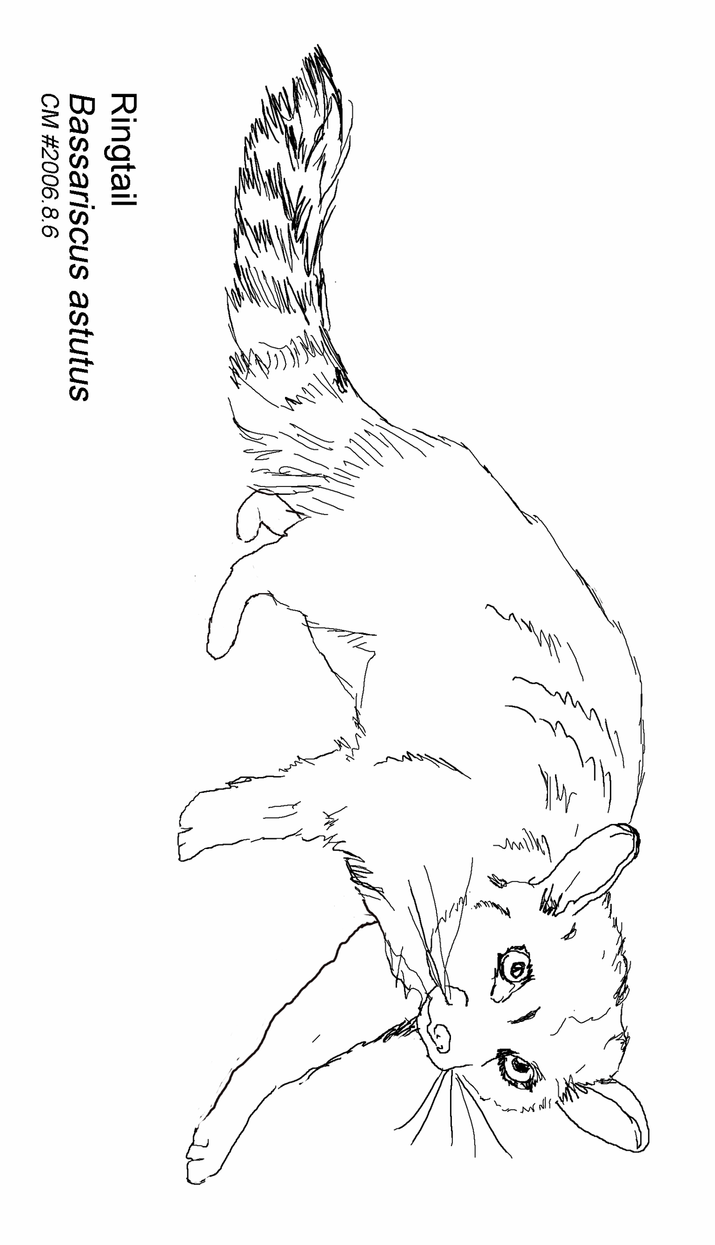 coloring page: Ringtail drawing