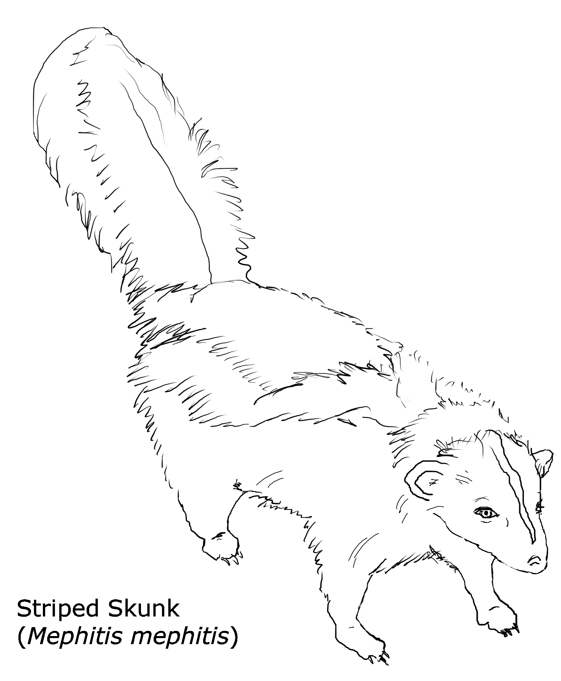 Striped Skunk Coloring Page