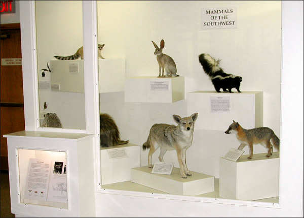One of the display cases showing some typical Chihuahuan Desert mammals