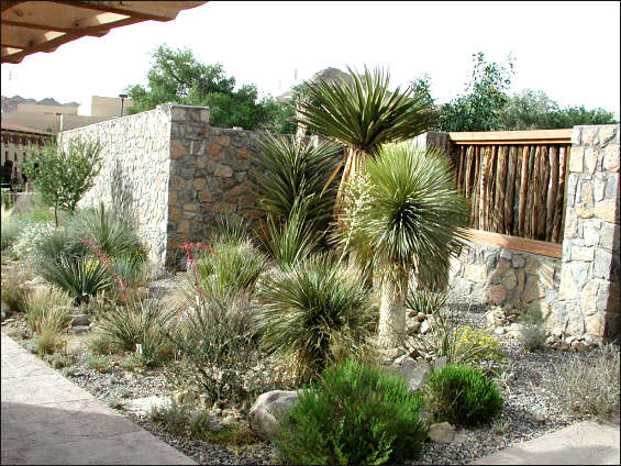 Chihuahuan Desert Gardens: Succulent Garden