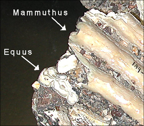 spring deposit sample with teeth