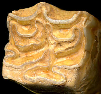 Upper cheek tooth of a fossil horse, showing derived lophodont dentition