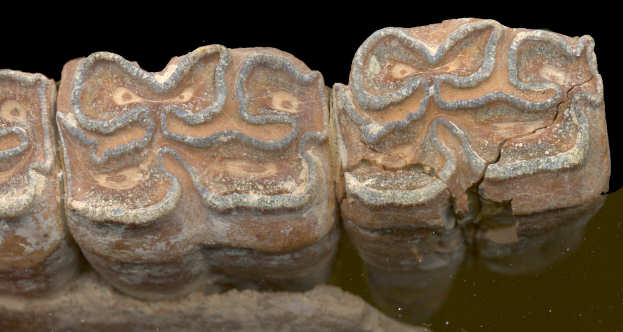 Lower cheek teeth of a fossil horse, showing lophodont dentition