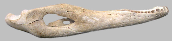 Lower jaw of an alligator
