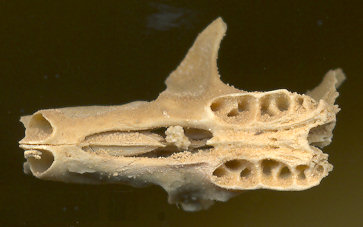 Alveoli in the skull of Neotoma