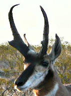 Head of Pronghorn, Antilocapra americana, showing the branched horn.