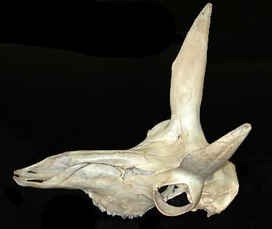 Skull of Pronghorn, Antilocapra americana.
