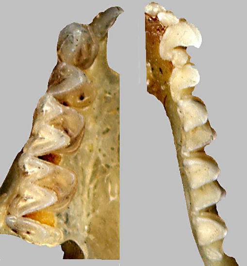 Pallid Bat (Antrozous pallidus) upper and lower dentition.