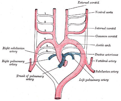 Diagram of embryonic aortic arches