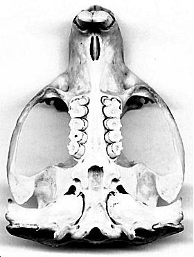 ventral view of skull