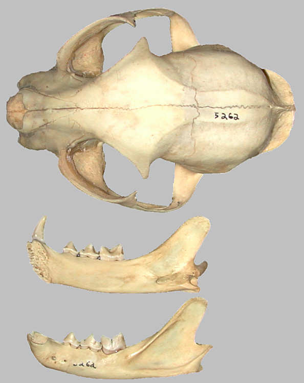 Bobcat (Lynx rufus) dorsal view of skull and dentaries.