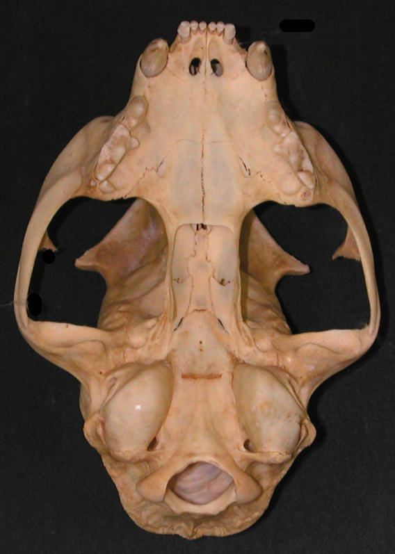 Bobcat (Lynx rufus): ventral view of skull.