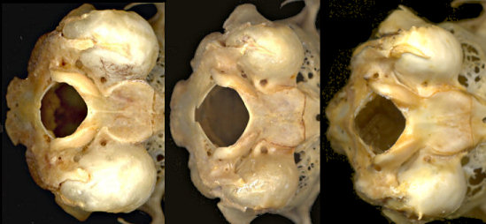 Posterior skulls of three species of Sylvilagus to show relative sizes of auditory bullae