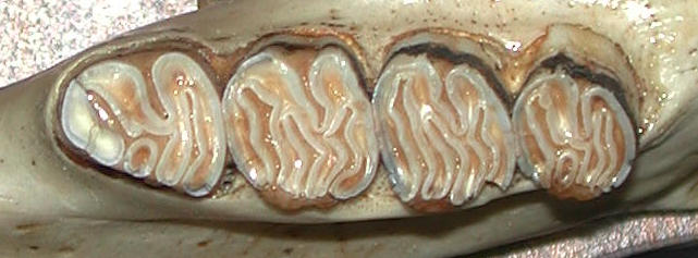 Lower cheek teeth of the American Beaver