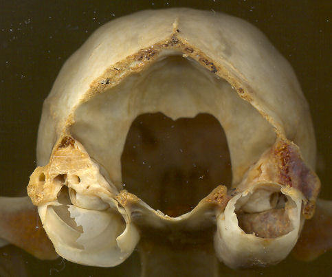 Bobcat skull sectioned so as to reveal the bullar septum