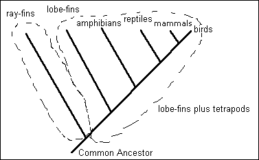 cladogram