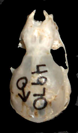 Townsend's Big-eared Bat (Cornynorhinus townsendii) dorsal view of skull
