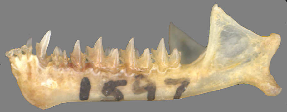 Townsend's Big-eared Bat (Cornynorhinus townsendii) left dentary.