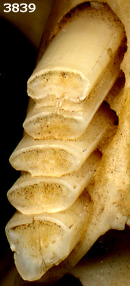 Upper cheek teeth of Cratogeomys (Yellow-faced Pocket Gopher)