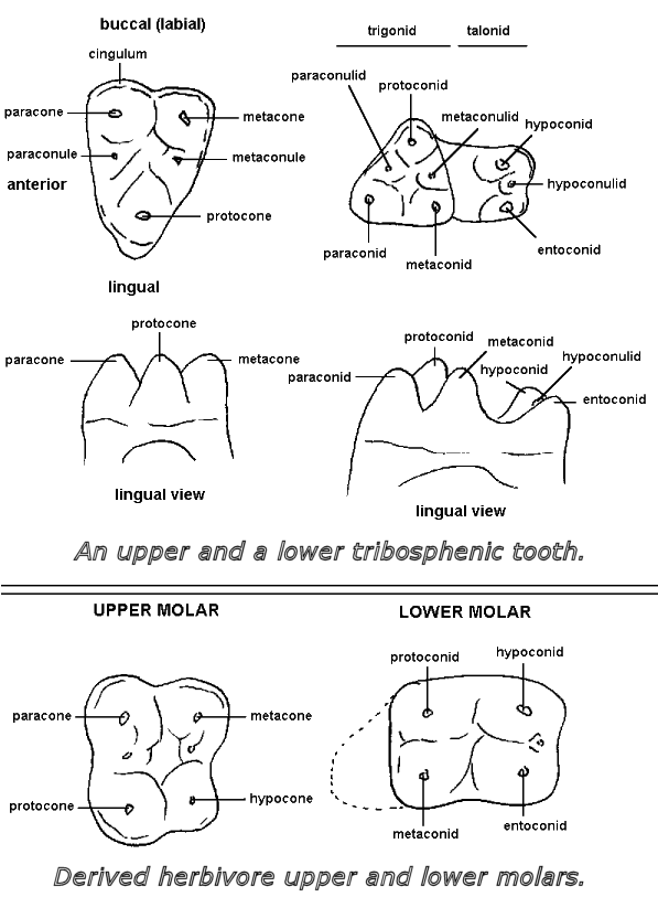tooth cusp