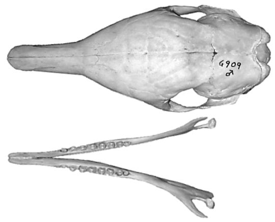 Dorsal view of Nine-banded Armadillos (Dasypus novemcinctus) skull and mandible.