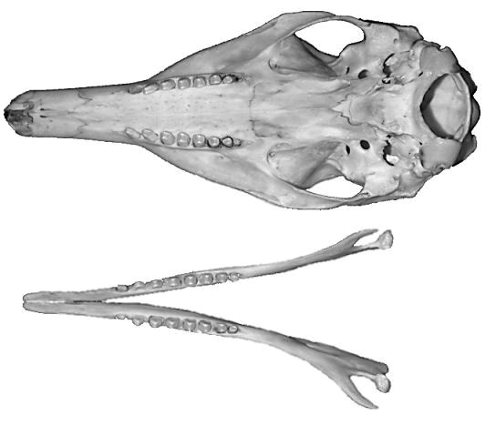 Nine-banded Armadillos (Dasypus novemcinctus).