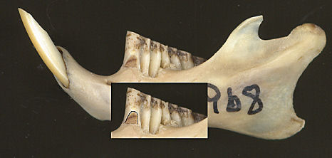 Left dentary of Neotoma showing the dentine tract on m1