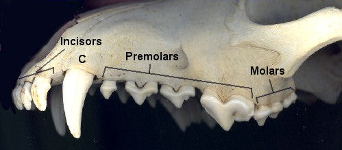 tooth dog fractured canine skull dentition labeled