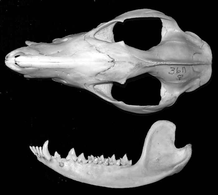 Dorsal view of the skull and lateral view of the dentary of the opossum, Didelphis virginiana.