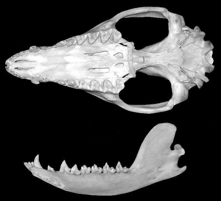 Ventral view of the skull and medial view of the dentary of the opossum, Didelphis virginiana.