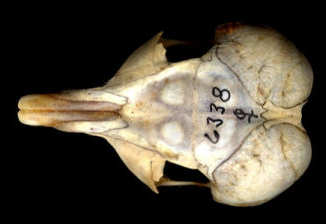 Skull of Dipodomys spectabilis, (Banner-tailed Kangaroo Rat)