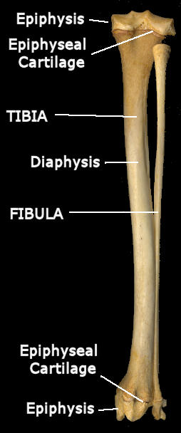 Tibia and fibula showing diaphyses and epiphyses