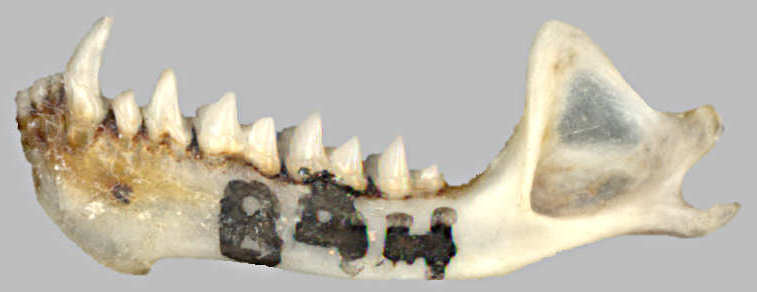 Big Brown Bat (Eptesicus fuscus) left dentary