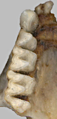 Big Brown Bat (Eptesicus fuscus) upper dentition