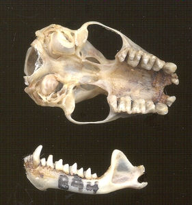 Big Brown Bat (Eptesicus fuscus) skull and jaws