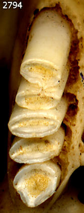 Upper cheek teeth of Geomys arenarius (Desert Pocket Gopher)