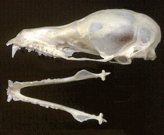 Lesser Long-nosed Bat (Leptonycteris yerbabuenae) skull and jaws