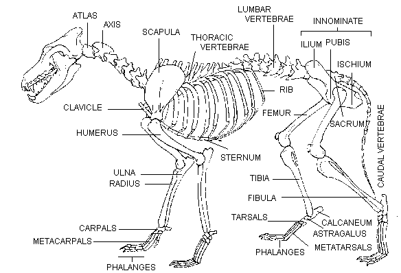 Mammalian Skeleton
