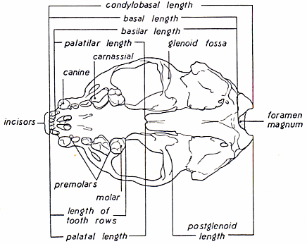 diagram of skull measurements, ventral view