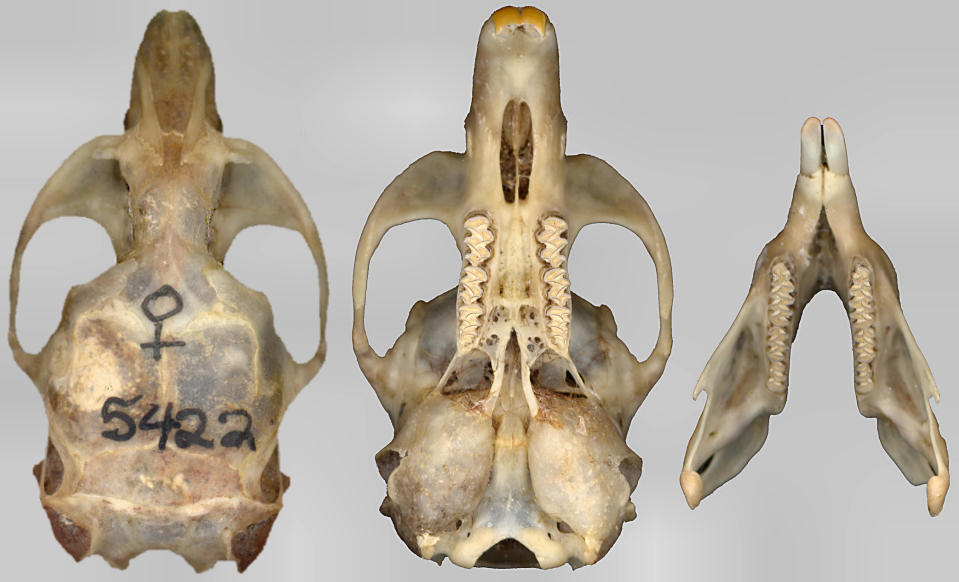 Dorsal and ventral views of the skull and dorsal view of the mandible of the Mogollon Vole (Microtus mogollonensis)