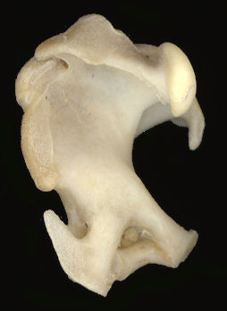 Humerus of a mole