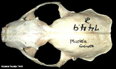 Dorsal view of skull of Long-tailed Weasel (Mustela frenata)