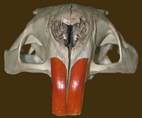 Anterior view of Coypu, Myocastor coypus, to show the greatly enlarged infraorbital foramen.