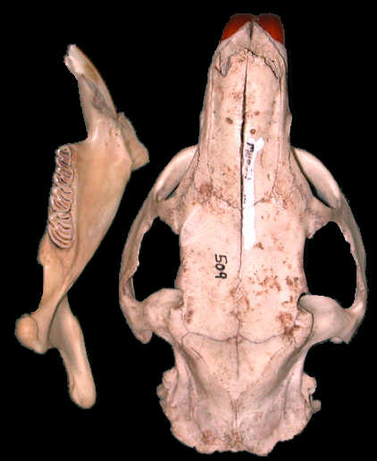Dorsal view of Coypu, Myocastor coypus with dentary