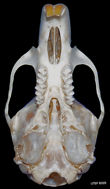 Ventral view of skull of the White-throated Woodrat, Neotoma albigula