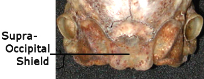 Posterior skull of Sylvilagus showing the supraoccipital shield